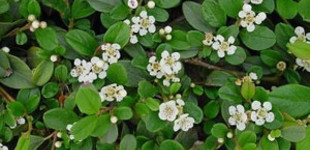 Szőnyegmadárbirs (<i>Cotoneaster dammeri var. radicans</i>)