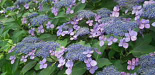 Kerti hortenzia (<i>Hydrangea macrophylla</i>)