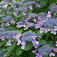Kerti hortenzia (<i>Hydrangea macrophylla</i>)