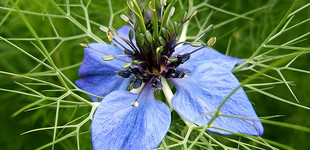 Kerti katicavirág (<i>Nigella damascena</i>)