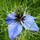 Borzaskata (<i>Nigella damascena</i>)