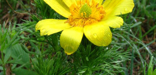 Tavaszi hérics (<i>Adonis vernalis</i>)