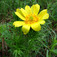 Tavaszi hérics (<i>Adonis vernalis</i>)