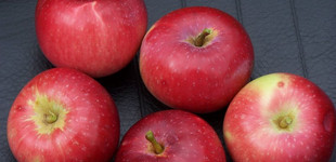 'Jonnee' alma (<i>Malus domestica</i> ''Jonnee Red Jonathan'')