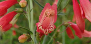Szakállas bugatölcsér (<i>Penstemon barbatus</i>)