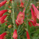 Szakállas bugatölcsér (<i>Penstemon barbatus</i>)