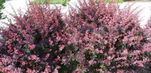 Japán vérborbolya (<i>Berberis thunbergii</i> 'Atropurpurea')