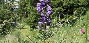 Sisakvirág (<i>Aconitum</i>)