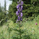 Sisakvirág (<i>Aconitum</i>)