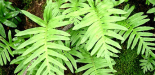 Közönséges édesgyökerű páfrány (<i>Polypodium vulgare</i>)