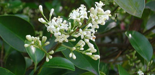 Japán fagyal (<i>Ligustrum japonicum</i>)