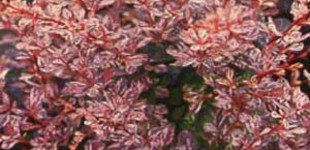 Tarka levelű borbolya (<i>Berberis thunbergii</i> 'Rose Glow')