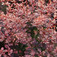 Tarka levelű borbolya (<i>Berberis thunbergii</i> 'Rose Glow')