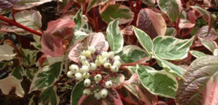 Fehértarka levelű som  (<i>Cornus alba</i> 'Sibirica Variegata')