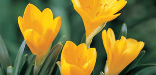 Őszi vetővirág (<i>Sternbergia lutea</i>)