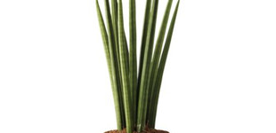 Szanszeviéria (<i>Sansevieria cylindrica </i>)