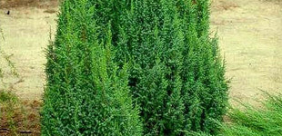 Törpe himalájai boróka (<i>Juniperus pingii</i> 'Loderi')