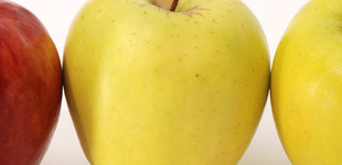 'Lysgolden' vagy 'Goldenír' alma (<i>Malus domestica</i> ''Lysgolden', 'Goldenír'')