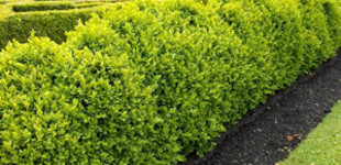 Örökzöld puszpáng (<i>Buxus sempervirens</i>)
