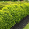Örökzöld puszpáng (<i>Buxus sempervirens</i>)
