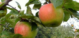 'Szabadkai szercsika' és 'Nemes szercsika' almák (<i>Malus domestica</i> ''Szabadkai szercsika', 'Nemes szercsika'')