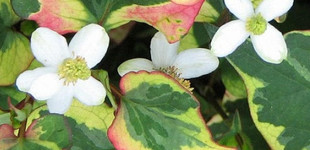 Kaméleonvirág (<i>Houttuynia cordata</i>)