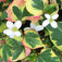 Kaméleonvirág (<i>Houttuynia cordata</i>)
