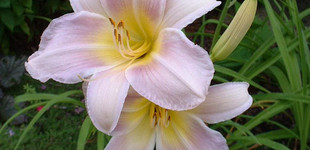 Sásliliom rózsaszín (<i>Hemerocallis sp.</i> 'Catherine Woodbury')
