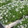 Illatos ternye (<i>Alyssum maritimum</i>)