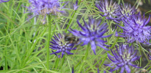 Havasi varjúköröm (<i>Phyteuma scheuchzeri</i>)