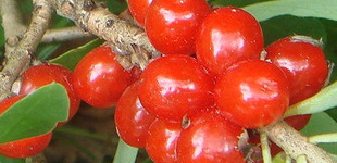 Farkasboroszlán (<i>Daphne mezereum</i>)