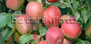 'Rewena' alma (<i>Malus domestica</i> ''Rewena'')