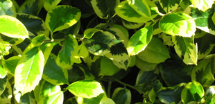 Nagylevelű magyal (<i>Ilex altaclerensis</i> 'Golden King')
