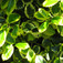 Nagylevelű magyal (<i>Ilex altaclerensis</i> 'Golden King')