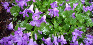 Dalmát harangvirág (<i>Campanula portenschlagiana</i>)