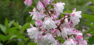 Gyöngyvirágcserje (<i>Deutzia scabra</i> 'Codsall Pink')