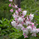 Gyöngyvirágcserje (<i>Deutzia scabra</i> 'Codsall Pink')