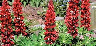 Piros csillagfürt (<i>Lupinus sp.</i> 'My Castle')