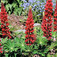 Piros csillagfürt (<i>Lupinus sp.</i> 'My Castle')