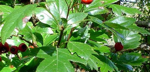 Fényeslevelű galagonya (<i>Crataegus lavallei</i>)