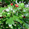 Fényeslevelű galagonya (<i>Crataegus lavallei</i>)