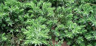 Fövenyboróka (<i>Juniperus conferta</i>)