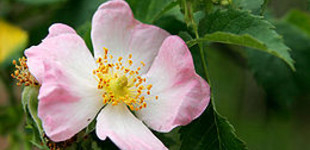 Rózsa (<i>Rosa canina</i>)