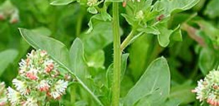 Rezeda (<i>Reseda odorata</i>)