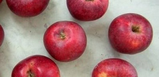 'Cigányalma' (<i>Malus domestica</i> ''Cigányalma'')