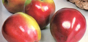 'Ceglédi piros' alma (<i>Malus domestica</i> ''Ceglédi piros'')