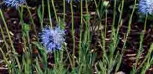 Kecses kékcsillag (<i>Jasione perennis</i>)