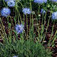 Kecses kékcsillag (<i>Jasione perennis</i>)