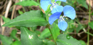 Kommelina (<i>Commelina sp.</i>)