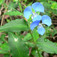 Kommelina (<i>Commelina sp.</i>)